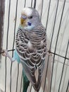 Budgerigar pets